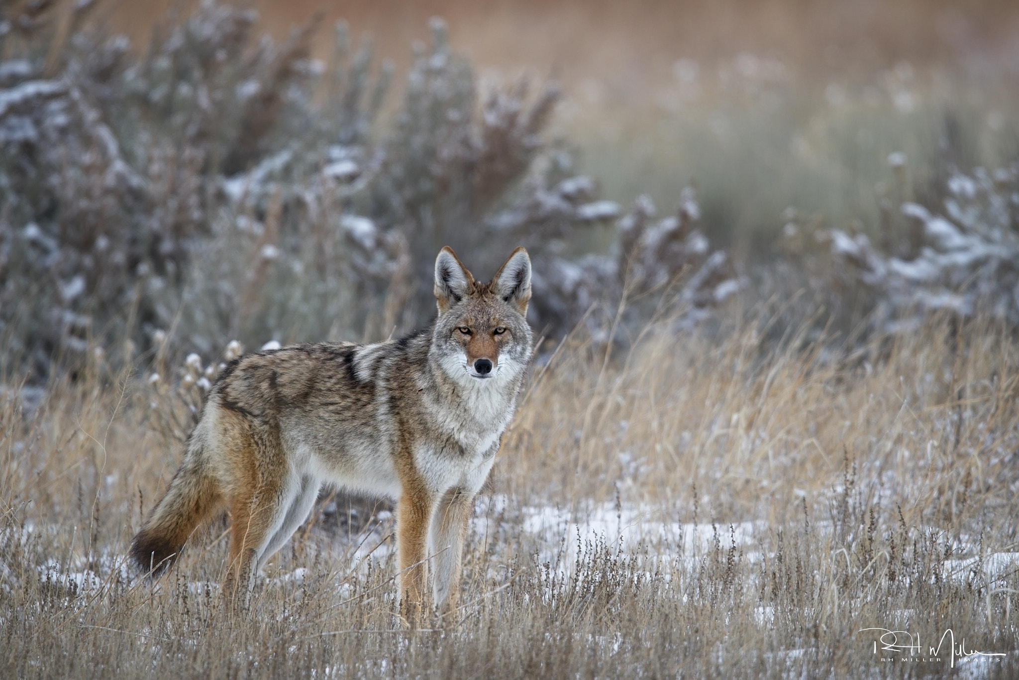 Canon EOS-1D X Mark II + Canon EF 600mm F4L IS II USM sample photo. Hunt on photography