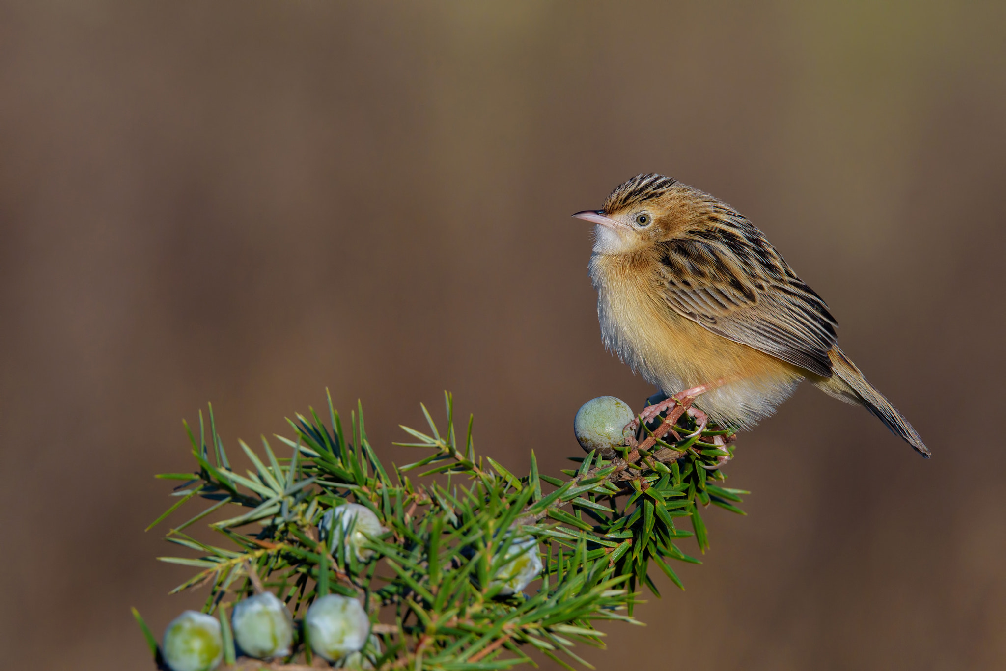 Sigma 150-600mm F5-6.3 DG OS HSM | S sample photo. Zitting cisticola under juniper photography