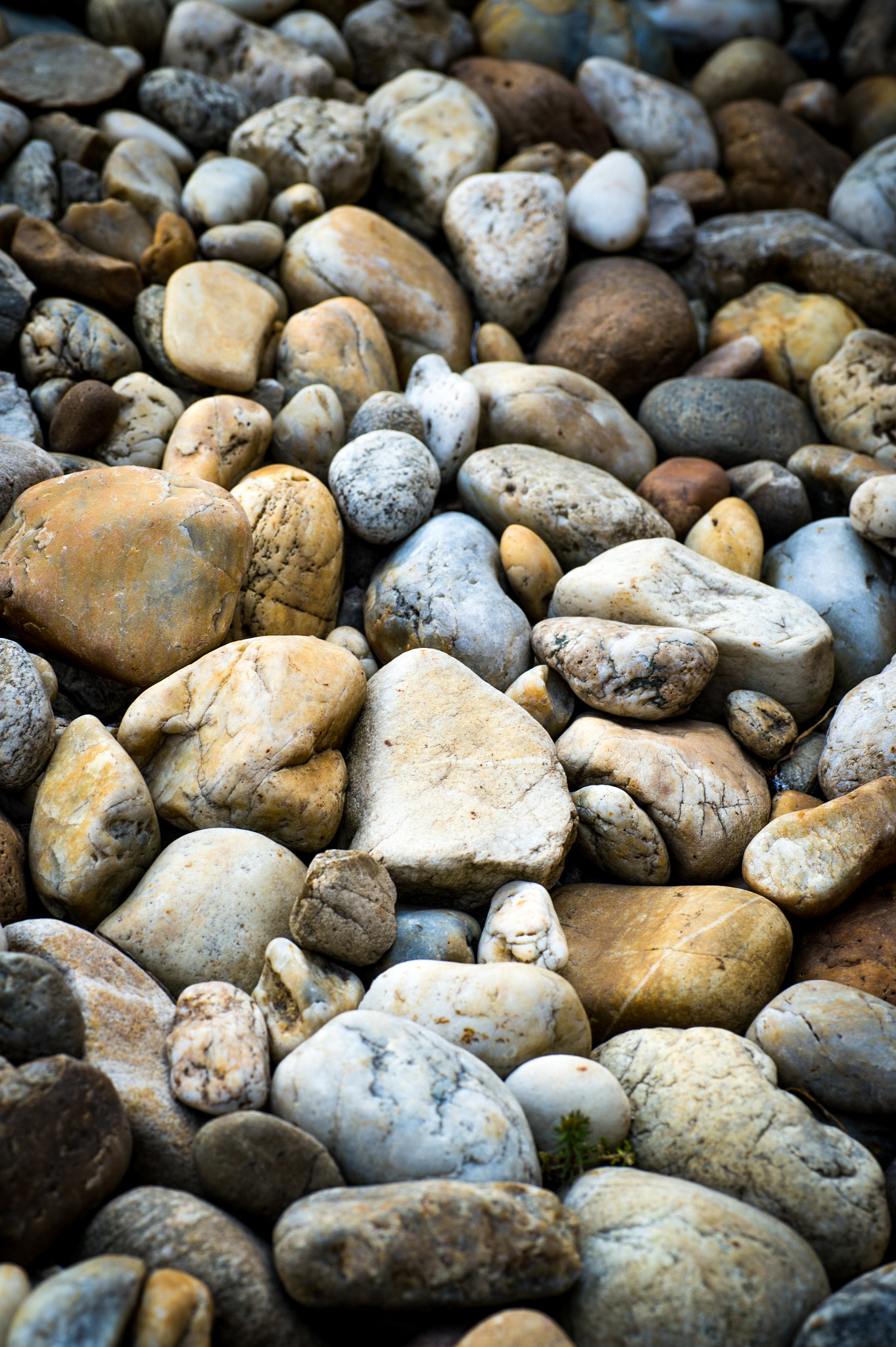 Sigma 70mm F2.8 EX DG Macro sample photo. Sea stones background photography