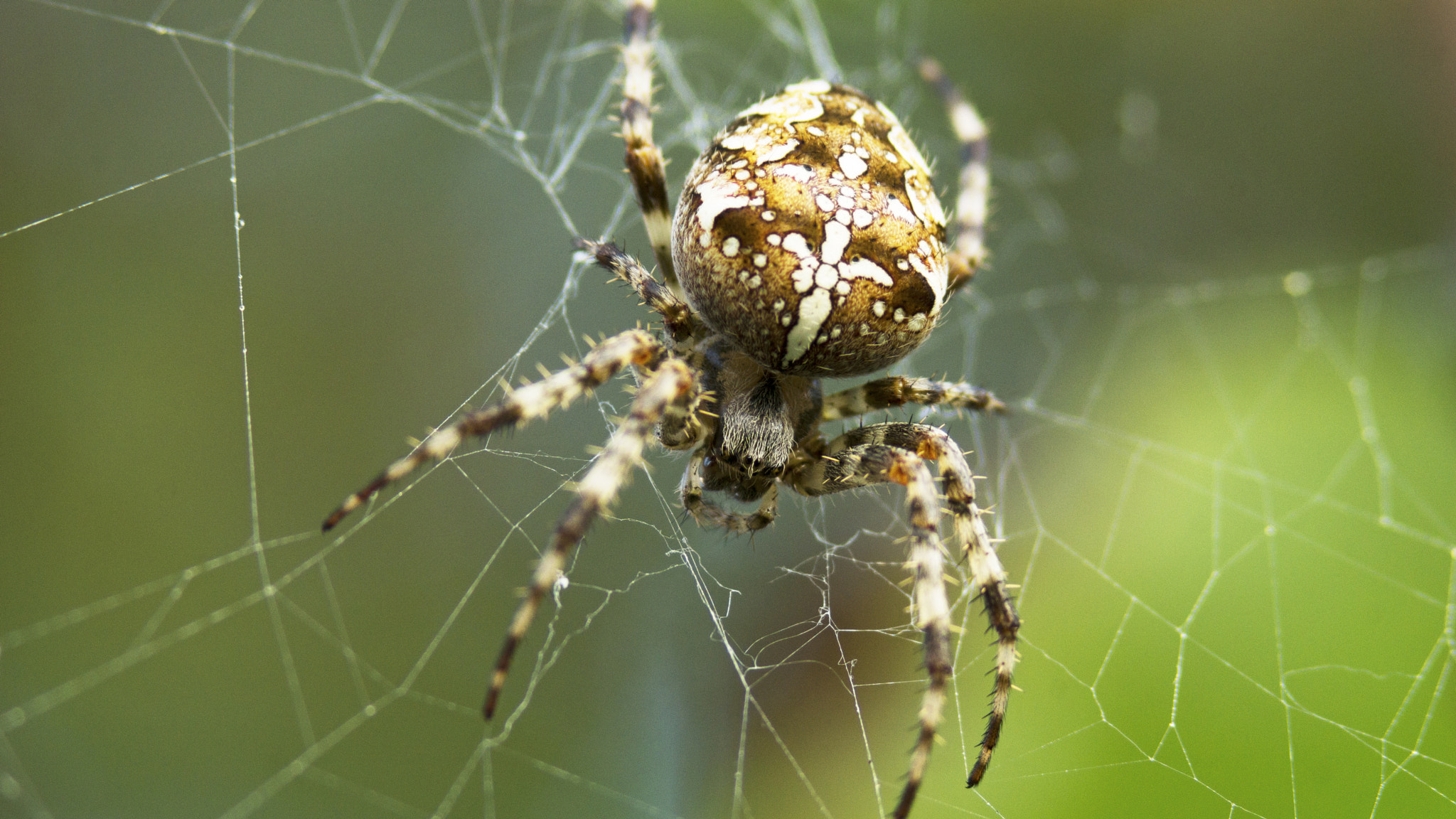 Sony SLT-A65 (SLT-A65V) + Minolta AF 70-210mm F4 Macro sample photo. Look at me photography