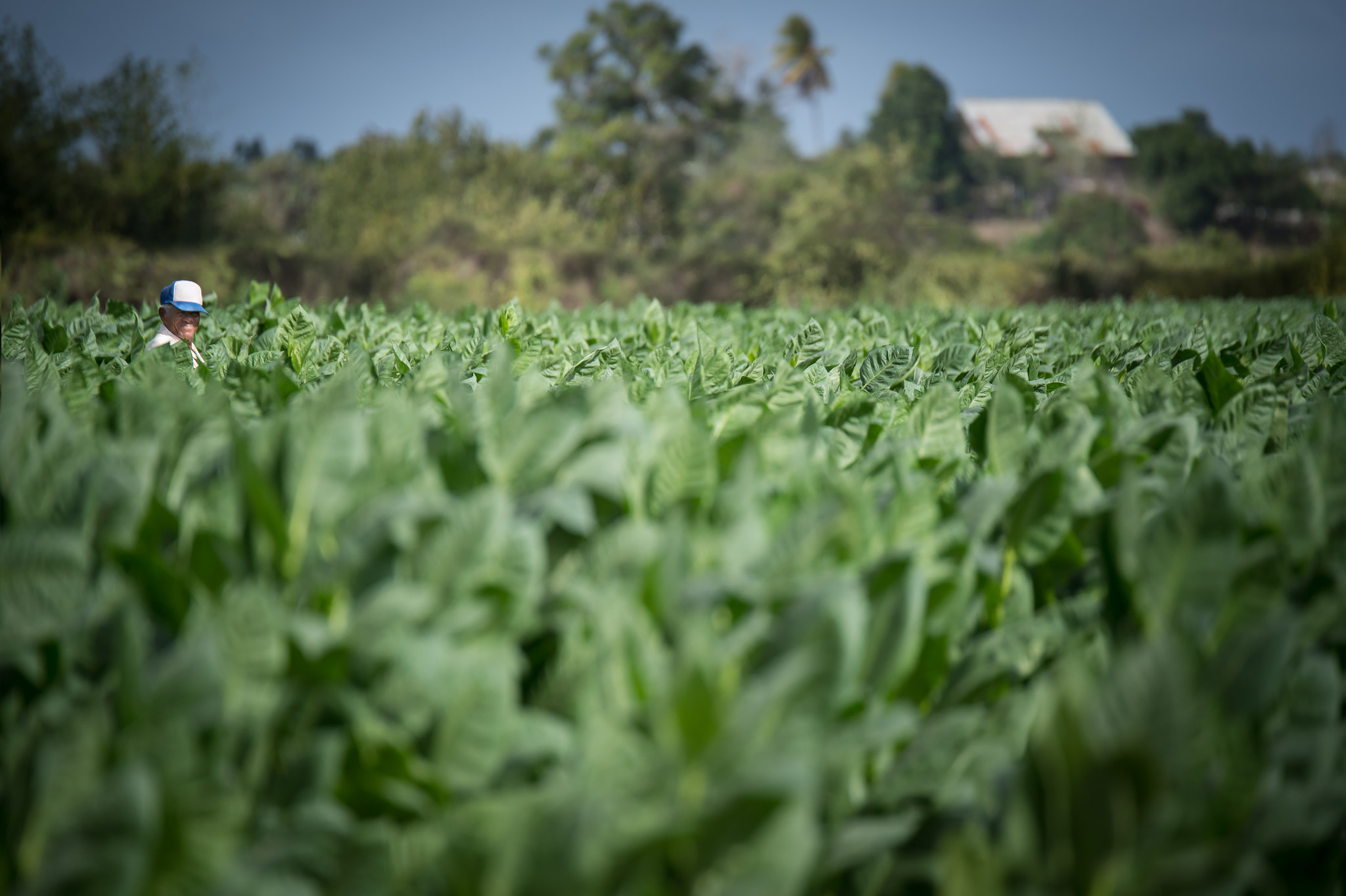 Nikon D4 sample photo. Tobacco field photography