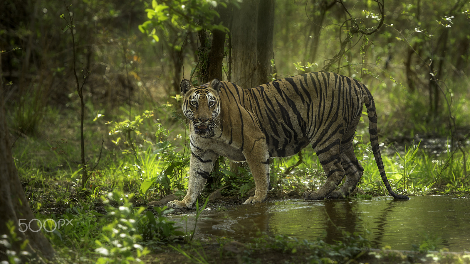 Canon EF 400mm F2.8L IS USM sample photo. Garden of eden photography