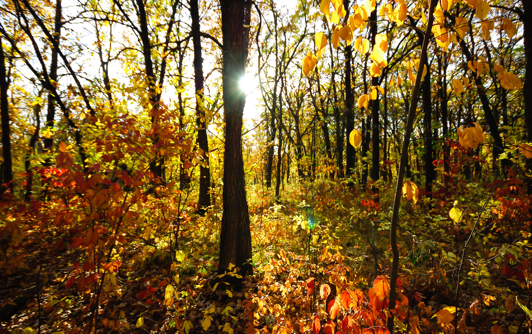 Pentax K200D + Sigma AF 10-20mm F4-5.6 EX DC sample photo. Sunny fall day photography