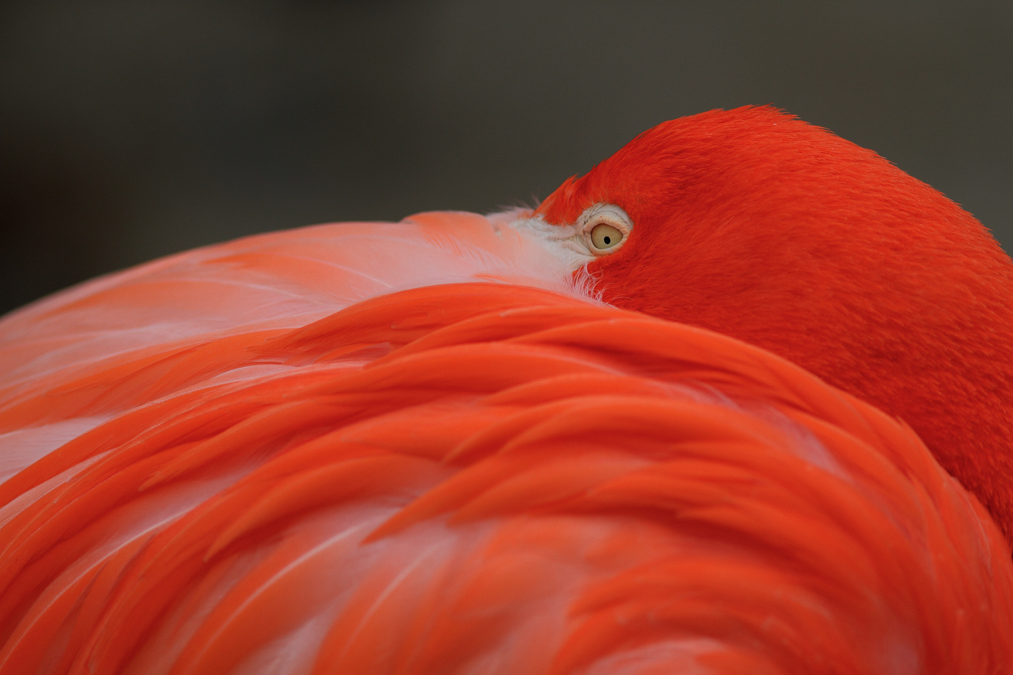 Canon EOS 7D + Canon EF 300mm F4L IS USM sample photo. American flamingo photography