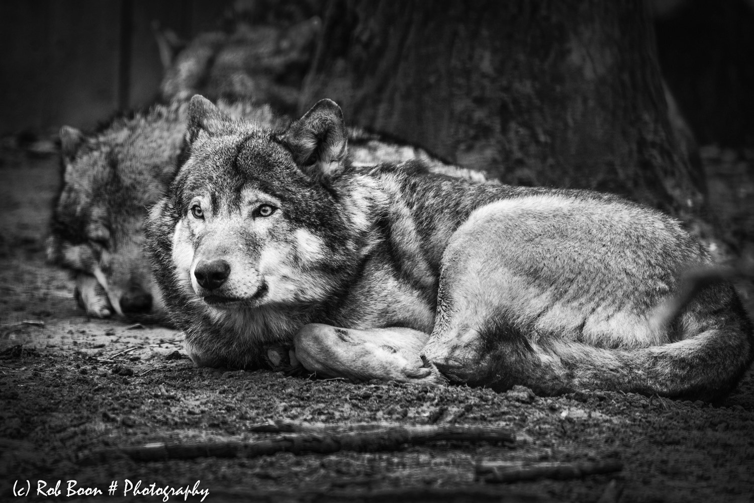 Canon EOS 5DS sample photo. Wolf photography