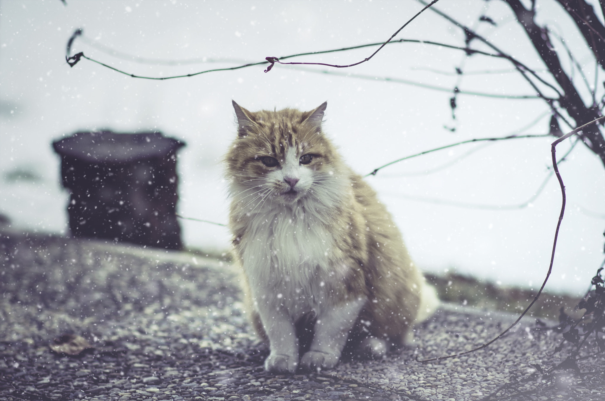 Nikon D5100 + Nikon AF-S Nikkor 85mm F1.8G sample photo. Cat under the snow photography