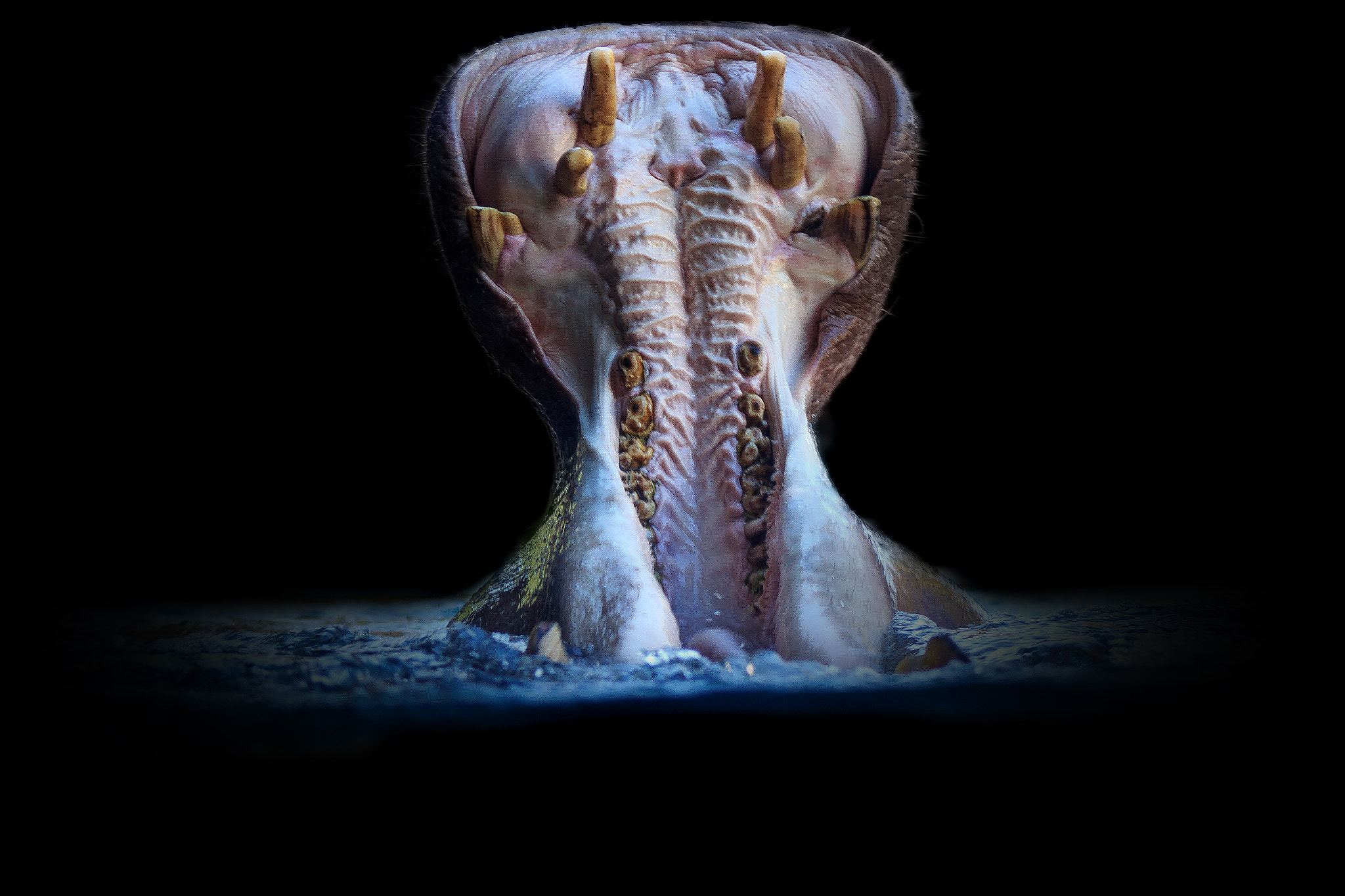 Canon EF 75-300mm f/4-5.6 USM sample photo. Hungry hippo photography