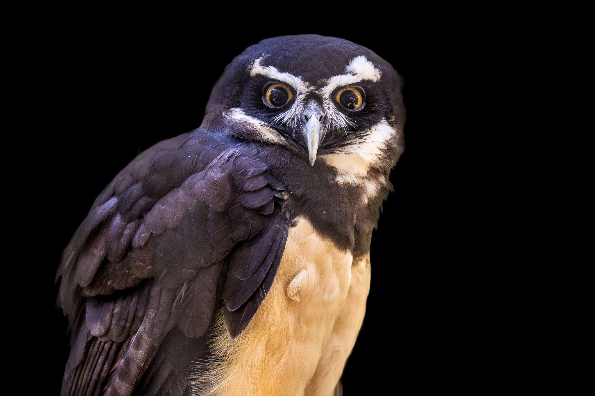 Canon EF 75-300mm f/4-5.6 USM sample photo. Spectacled owl photography