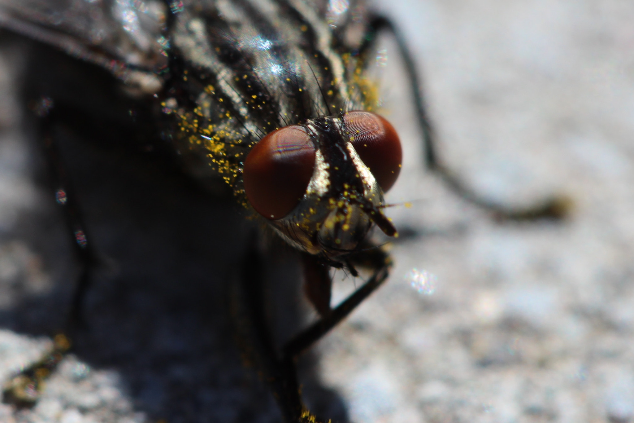 Canon EF 100mm F2.8 Macro USM sample photo. Look into my eye photography