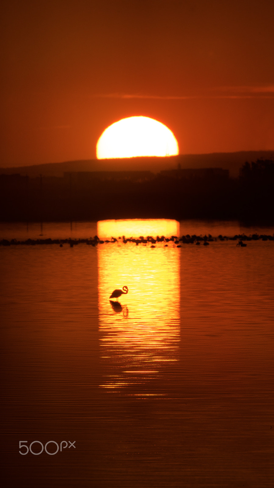 Sony a7 II + Tamron SP 150-600mm F5-6.3 Di VC USD sample photo. Lonely evening photography