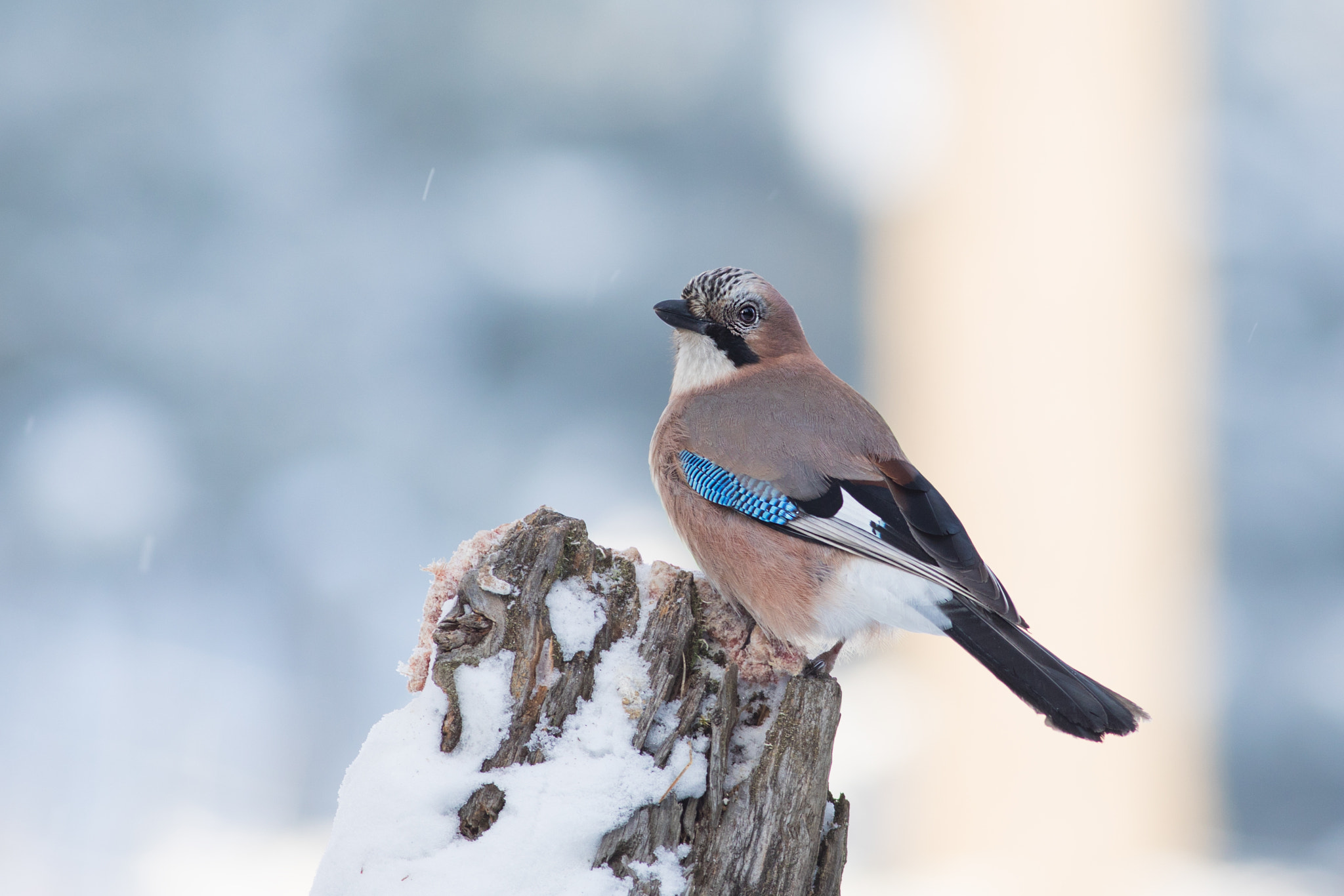Canon EF 400mm F5.6L USM sample photo. Sojka obecná (garrulus glandarius

 photography