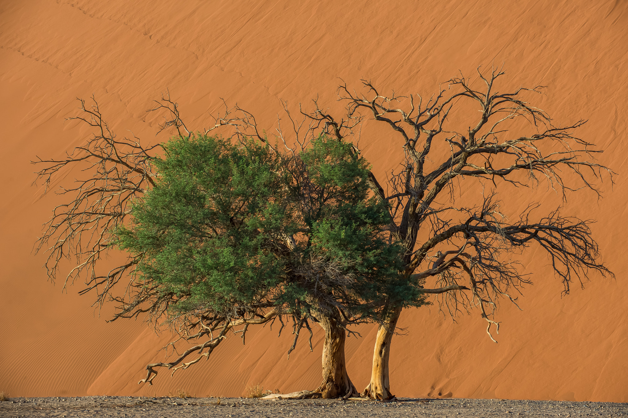 Nikon D4 sample photo. Wall of sand (dune 45) namibia photography