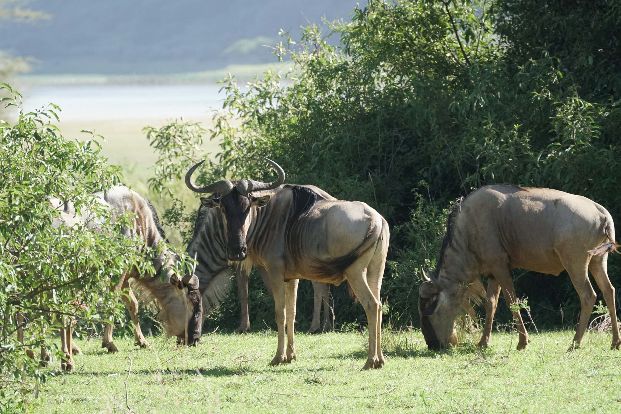 Sony FE 70-300mm F4.5-5.6 G OSS sample photo. Blue wildebeest photography