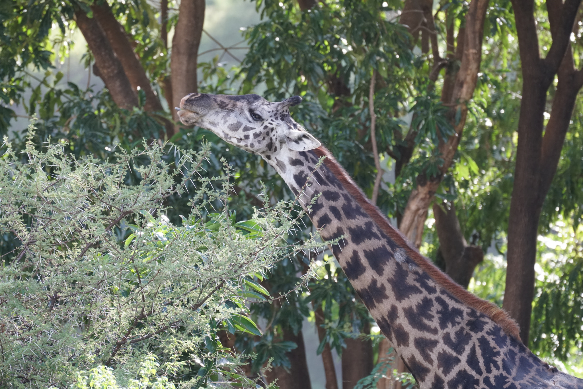 Sony FE 70-300mm F4.5-5.6 G OSS sample photo. Masai giraffe photography