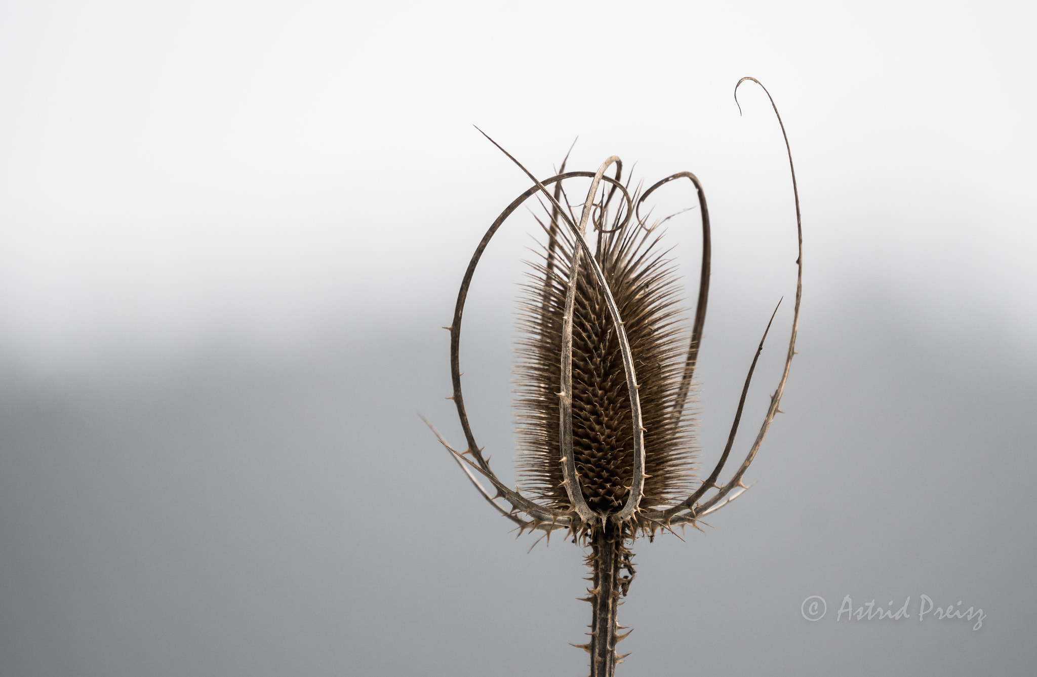Sony FE 70-300mm F4.5-5.6 G OSS sample photo. Teazel photography