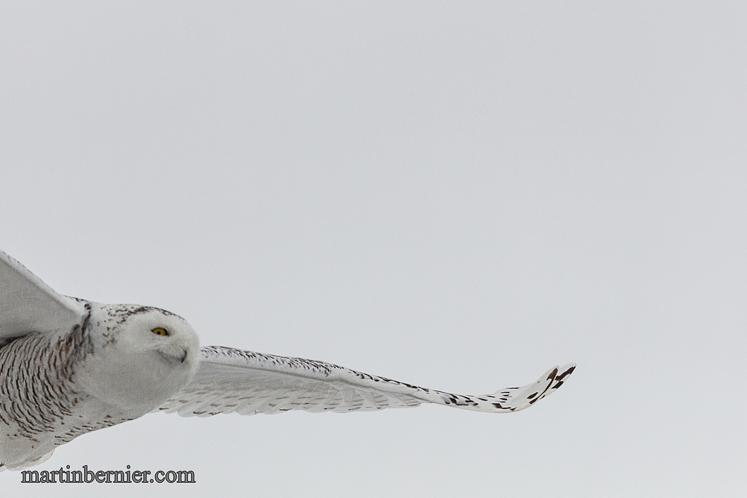 Canon EF 100-400mm F4.5-5.6L IS USM sample photo. Snowy owl, martinbernier.com photography