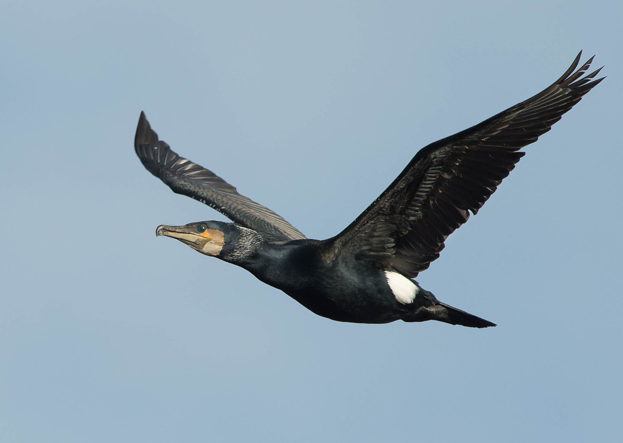 Nikon D4S + Nikon AF-S Nikkor 300mm F2.8G ED VR II sample photo. Cormorant photography