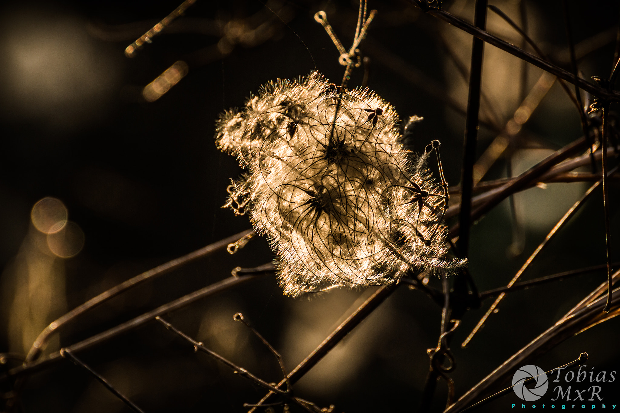 Canon EOS 70D + Tamron SP 35mm F1.8 Di VC USD sample photo. Radiating seed head photography