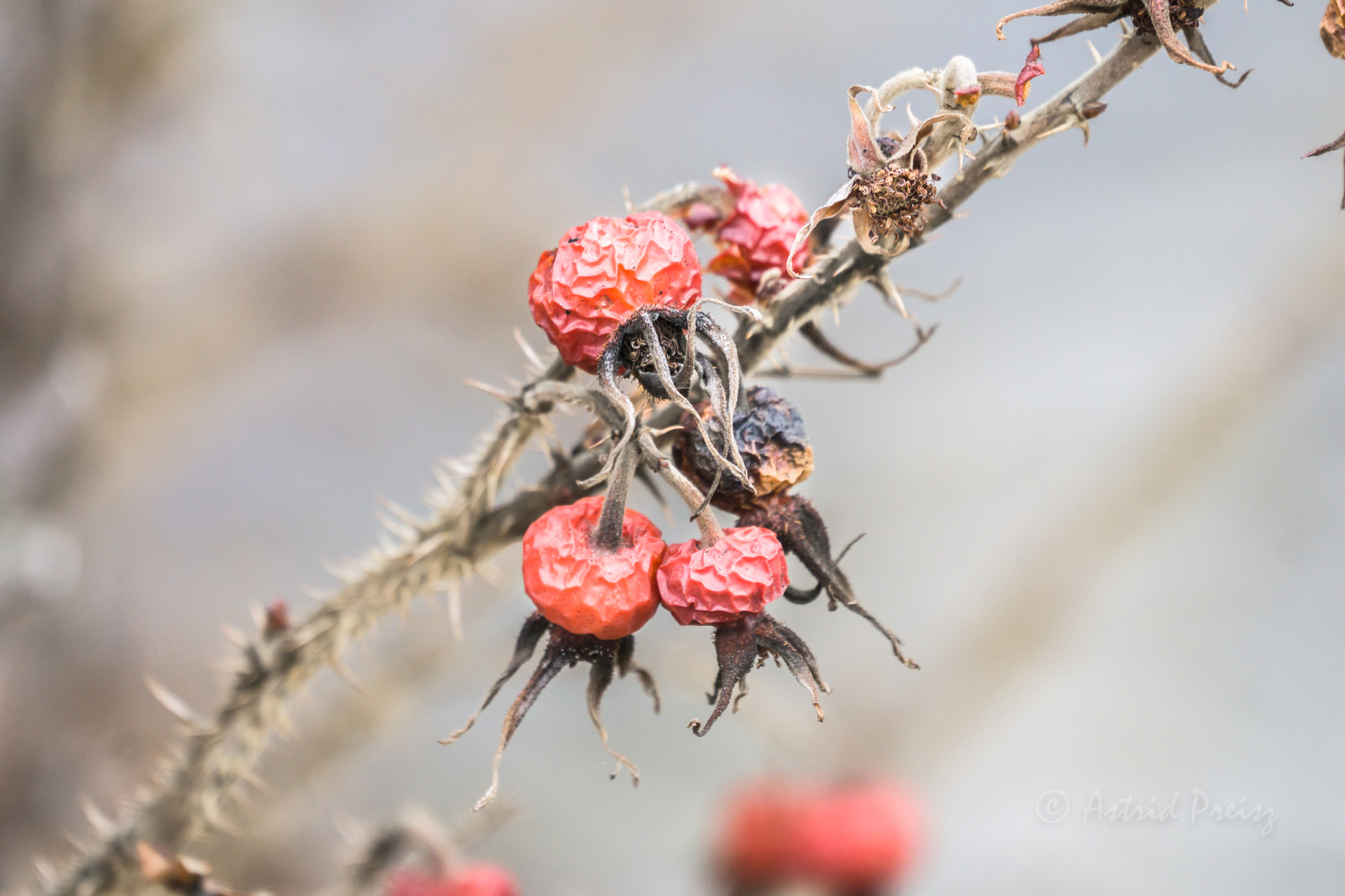 Sony FE 70-300mm F4.5-5.6 G OSS sample photo. Rosehip photography