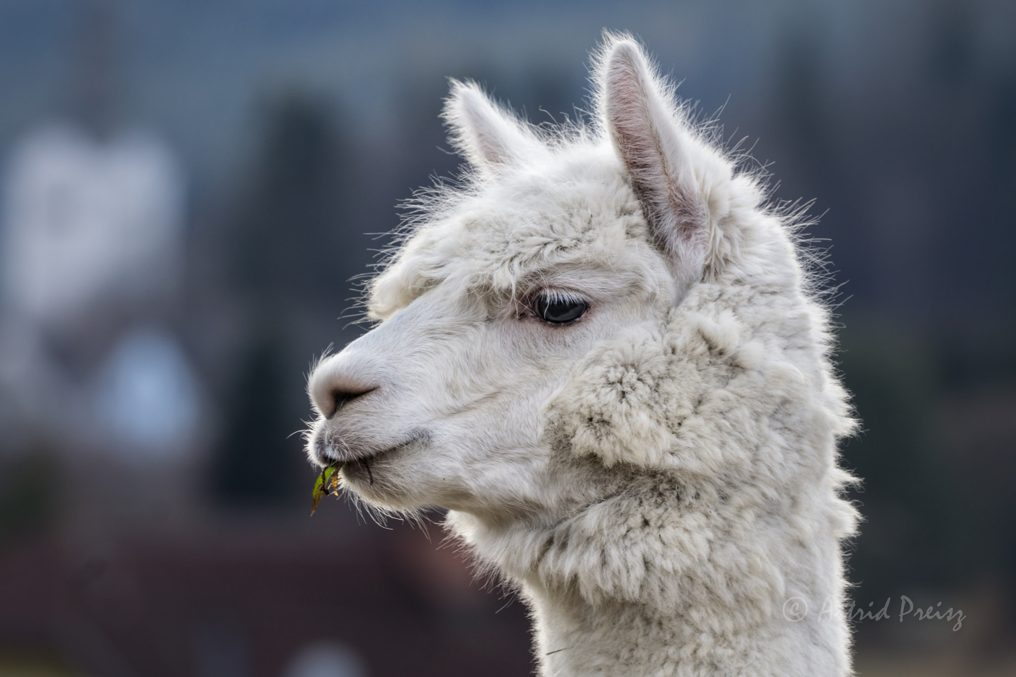 Sony FE 70-300mm F4.5-5.6 G OSS sample photo. Alpaca photography