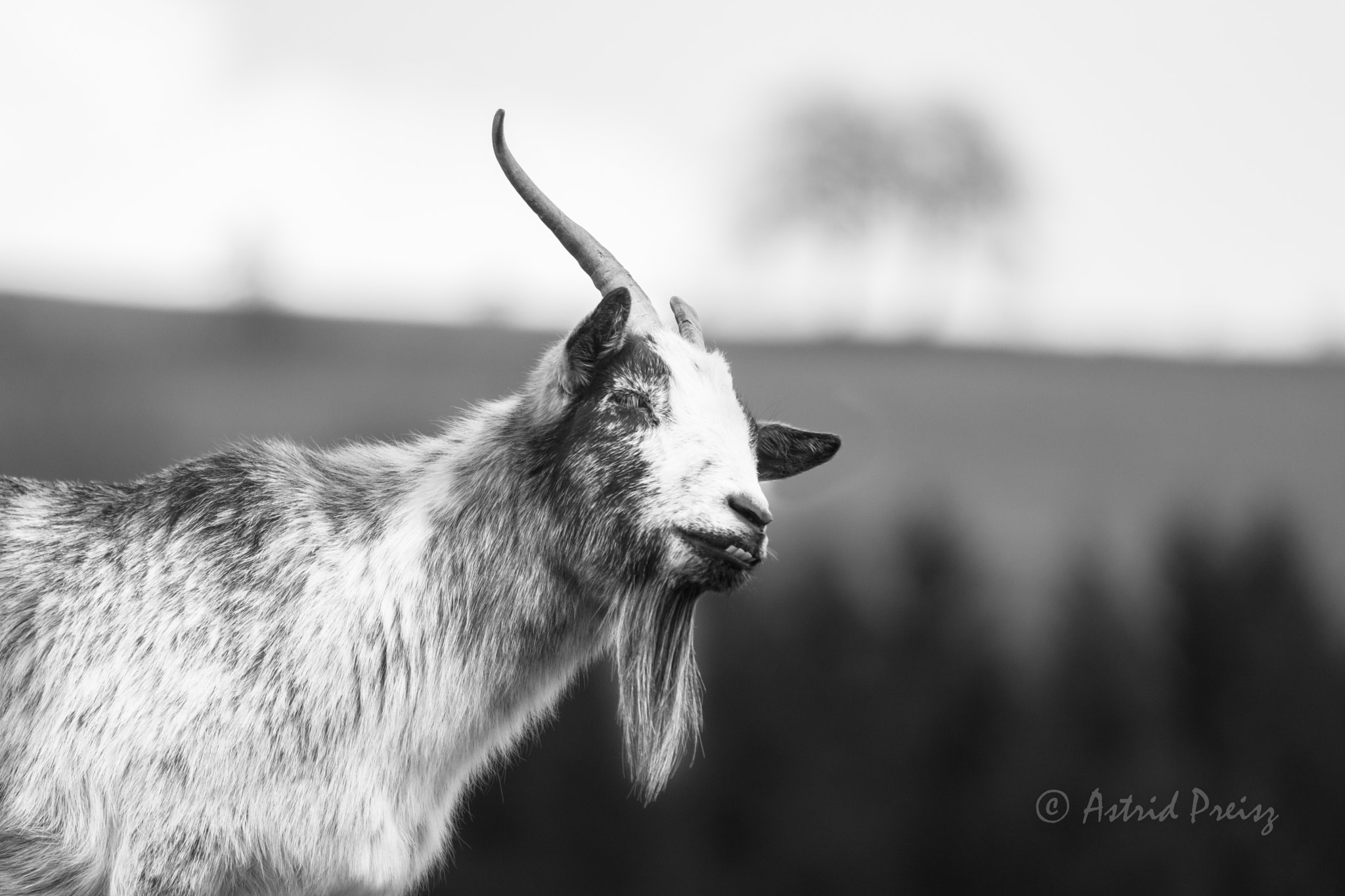Sony FE 70-300mm F4.5-5.6 G OSS sample photo. Goat photography