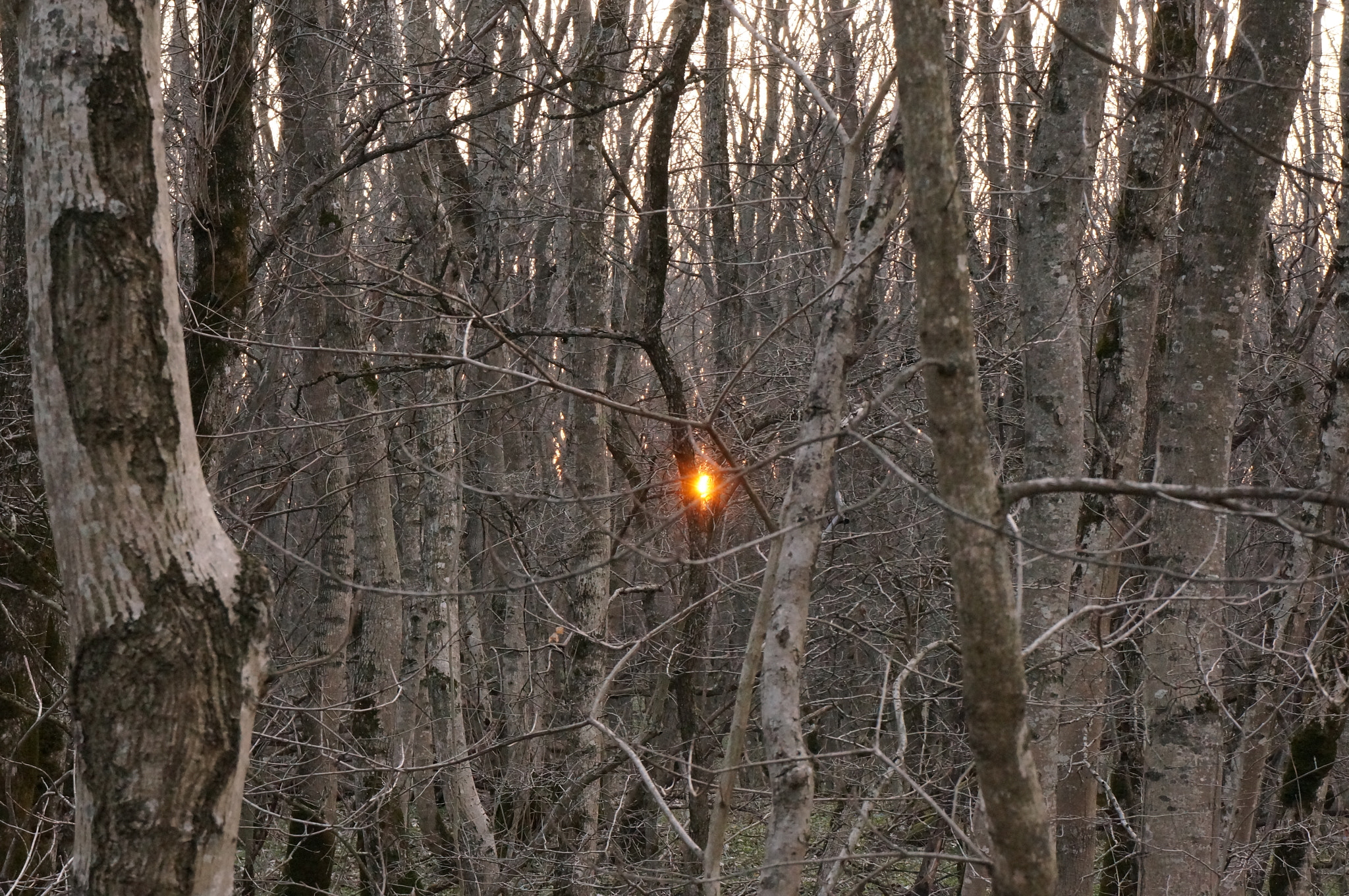 Sony E 18-55mm F3.5-5.6 OSS sample photo. Red dot photography