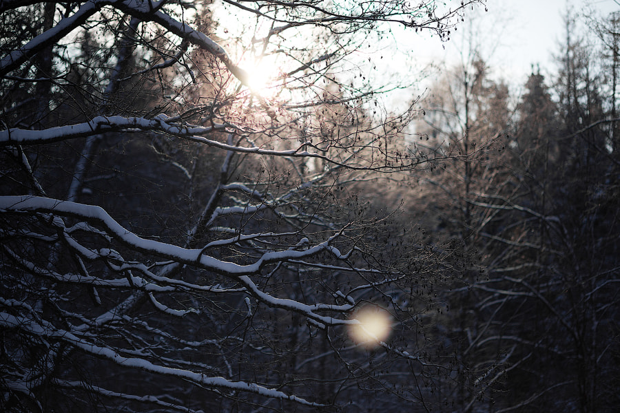 Canon EOS 6D + Canon EF 100mm F2.0 USM sample photo