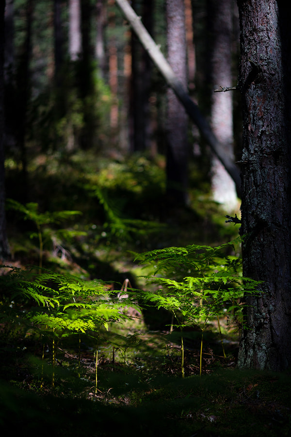 Canon EF 100mm F2.0 USM sample photo. Hachin island photography