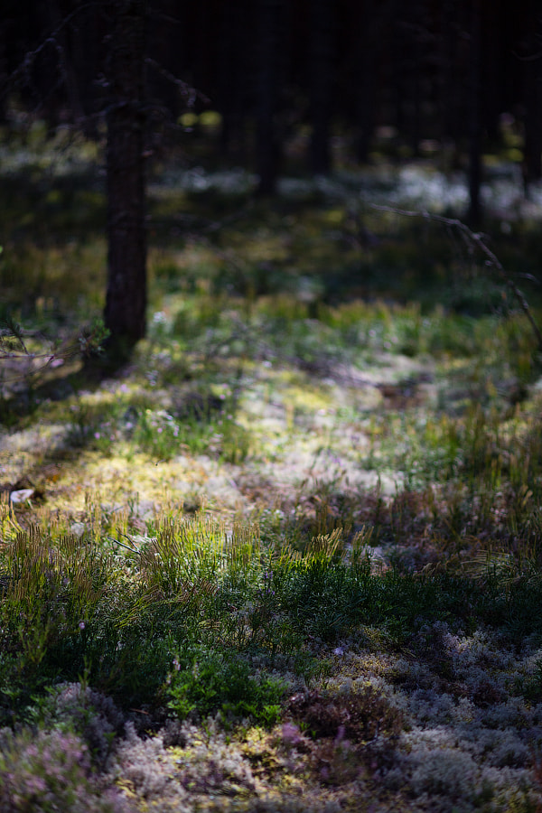 Canon EOS 6D + Canon EF 100mm F2.0 USM sample photo. Hachin island photography