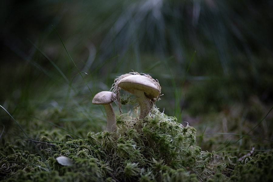 Canon EOS 6D + Canon EF 100mm F2.0 USM sample photo. S photography