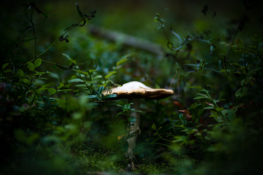 Canon EF 100mm F2.0 USM sample photo. S photography