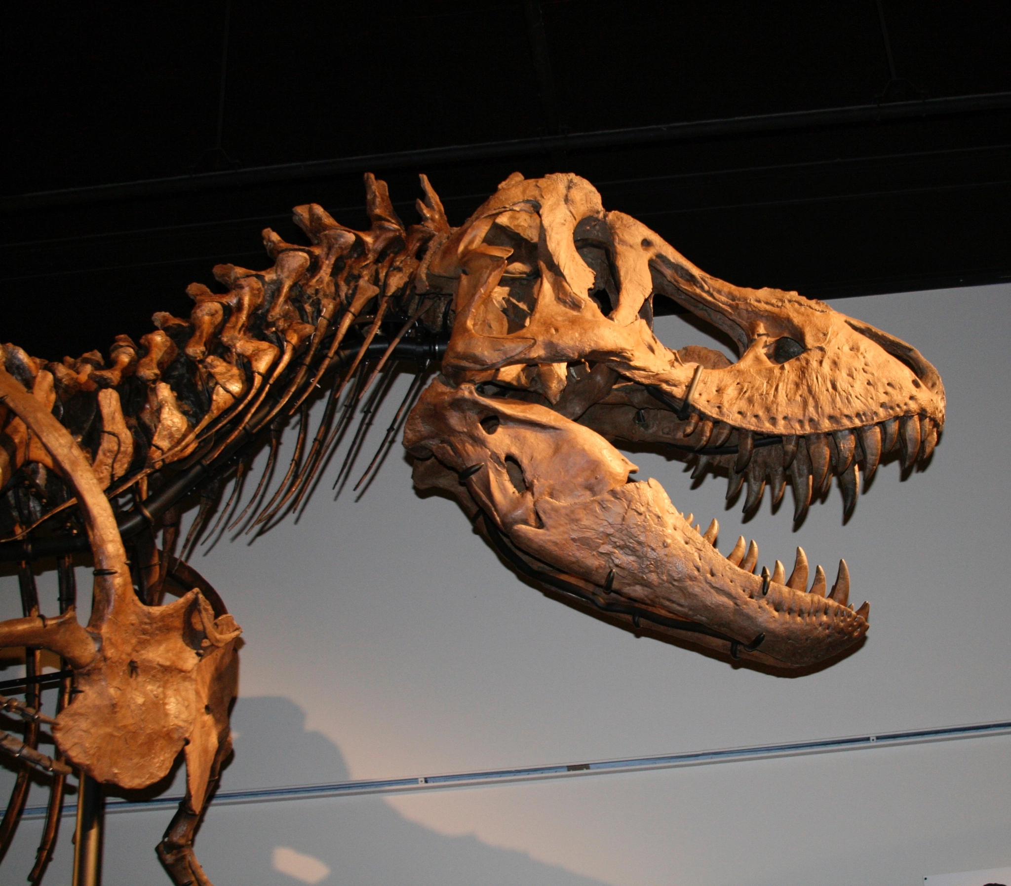 Canon EF 28-135mm F3.5-5.6 IS USM sample photo. T-rex photography