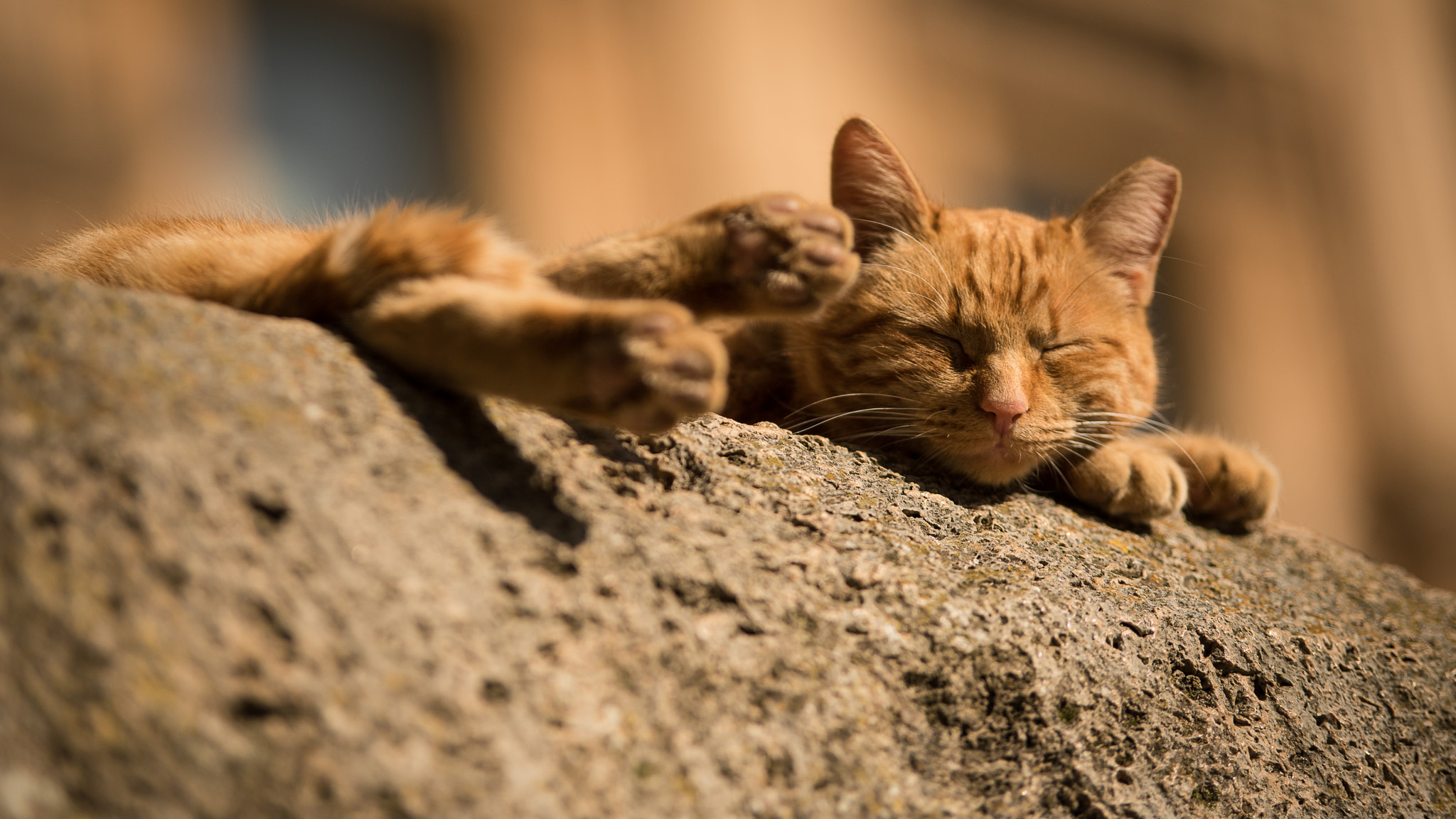 Nikon D810 sample photo. Cat dream photography