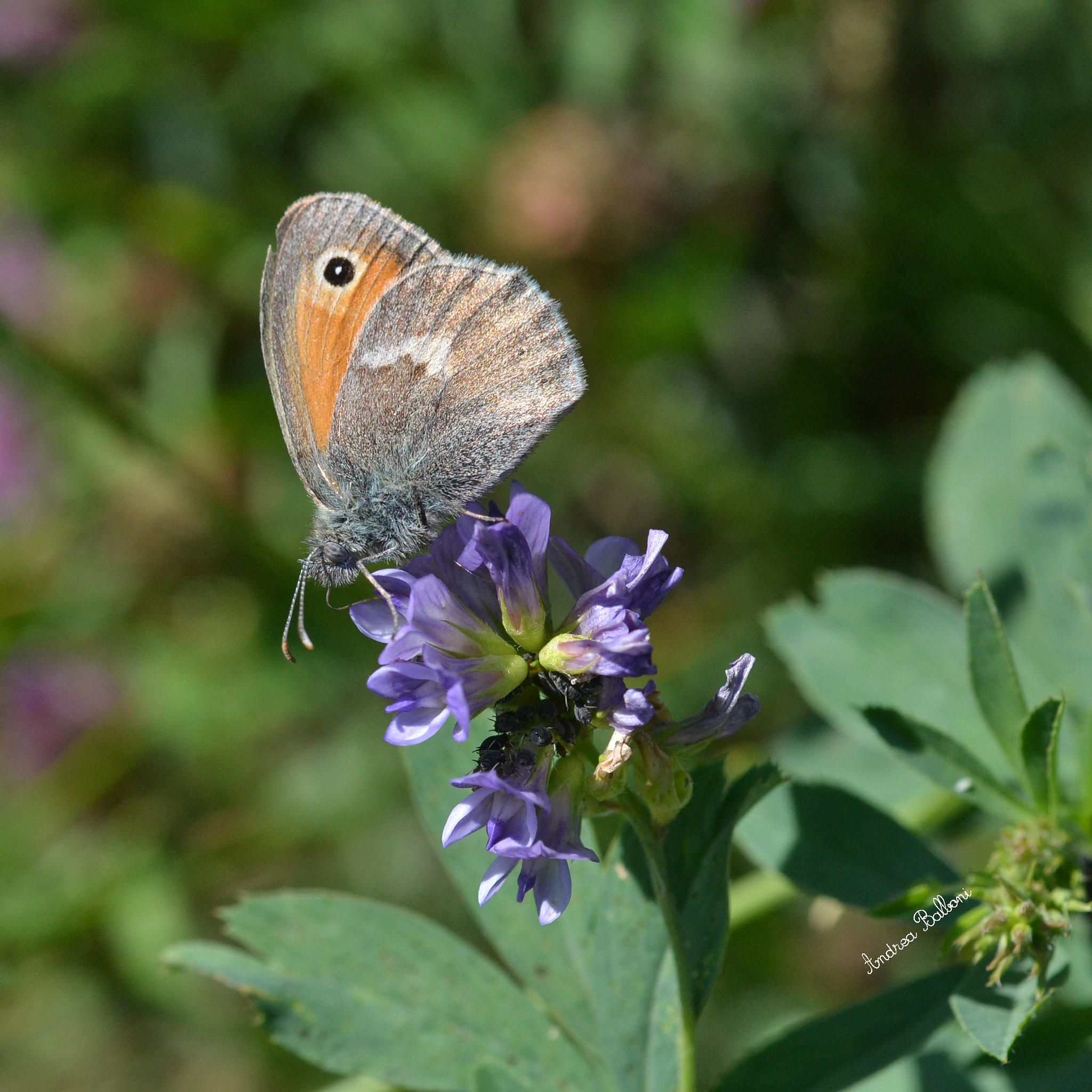 Nikon D3100 + Sigma 50mm F2.8 EX DG Macro sample photo. Dsc photography