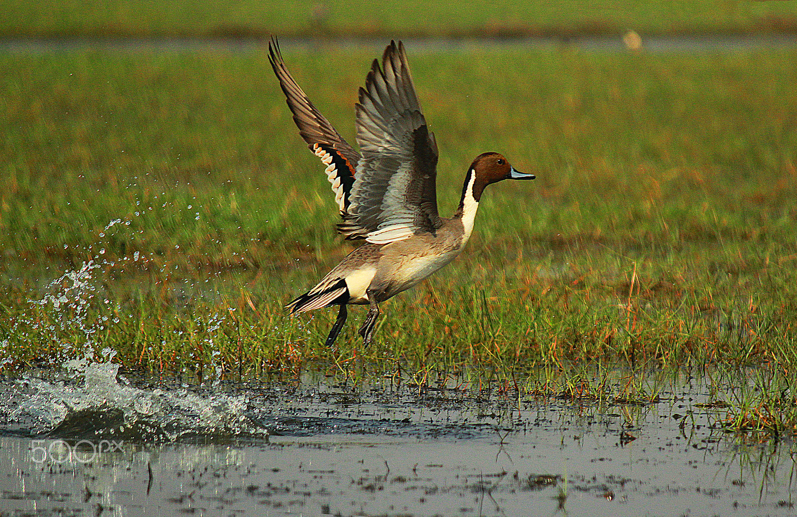 Canon EF-S 55-250mm F4-5.6 IS sample photo. Starry northern pintail splash photography