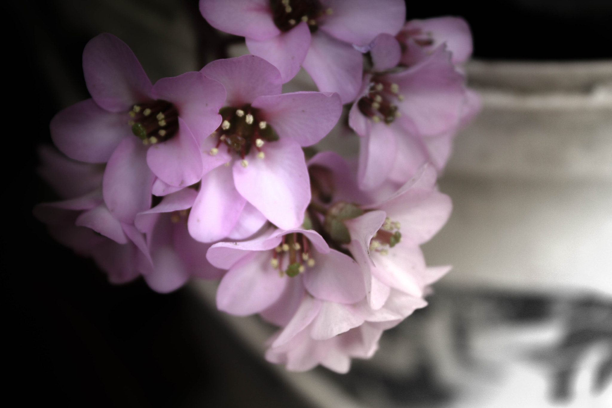 Canon EOS 40D sample photo. Purple flower photography