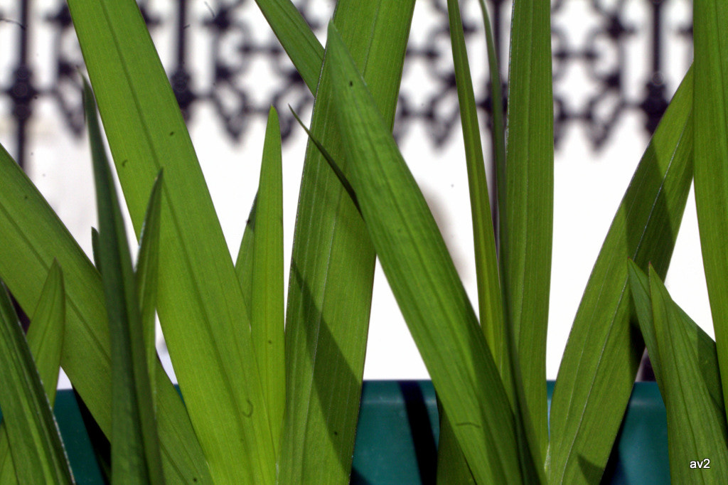 Canon EF 100mm F2.8L Macro IS USM sample photo. Hojas photography