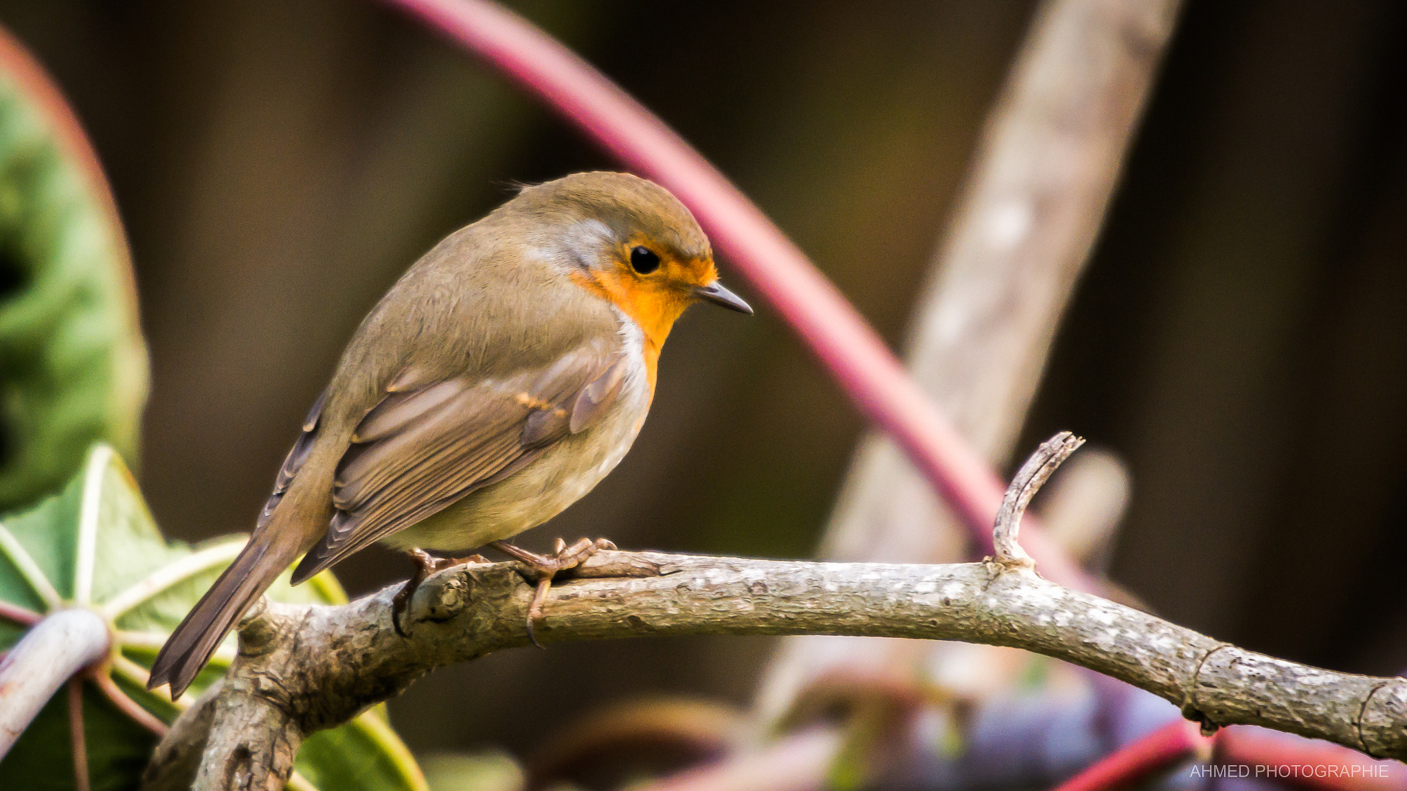 Sigma 50-500mm F4.5-6.3 DG OS HSM sample photo. Rouge gorge familier photography