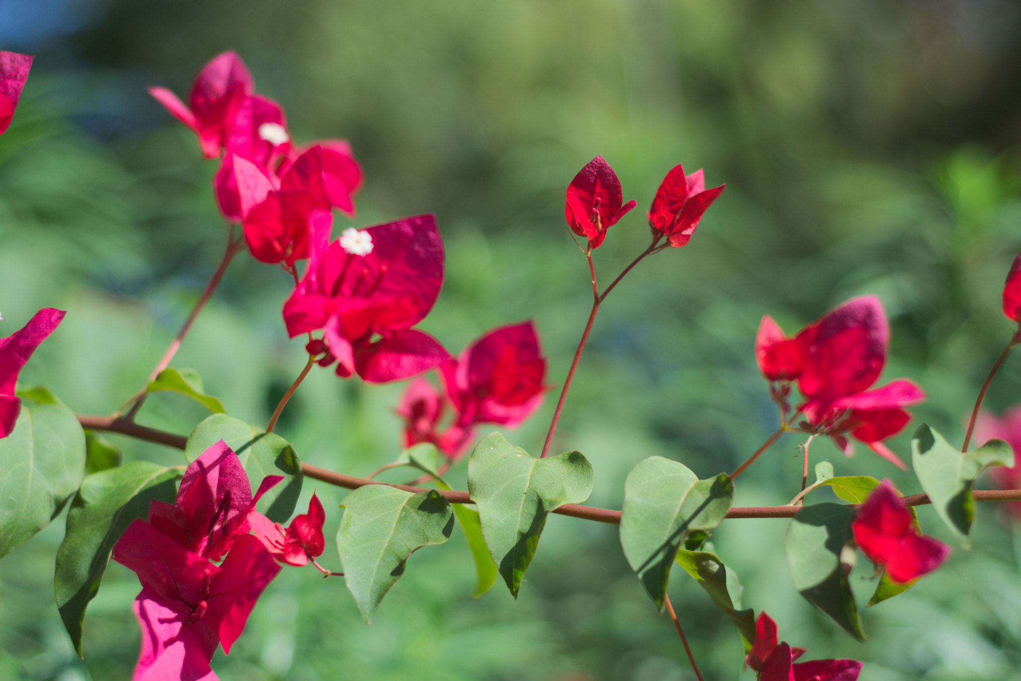Nikon D3300 + Nikon AF Nikkor 50mm F1.8D sample photo. Flowers photography