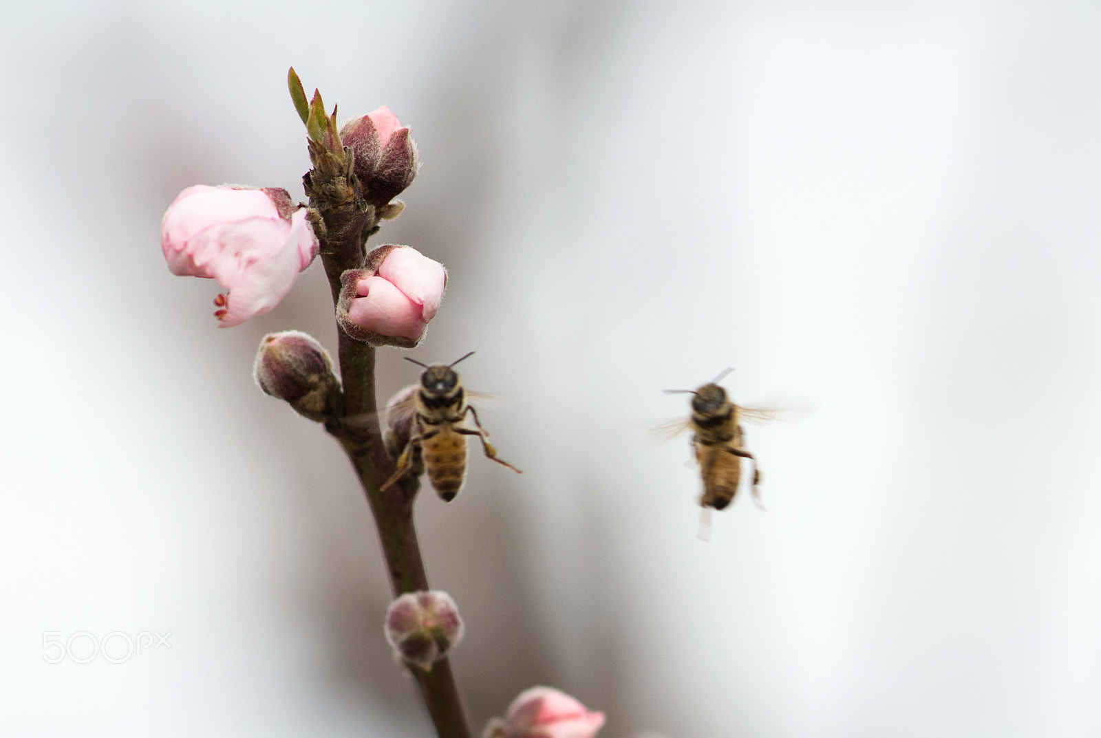 Nikon AF-Nikkor 80-200mm F2.8D ED sample photo. Bees photography