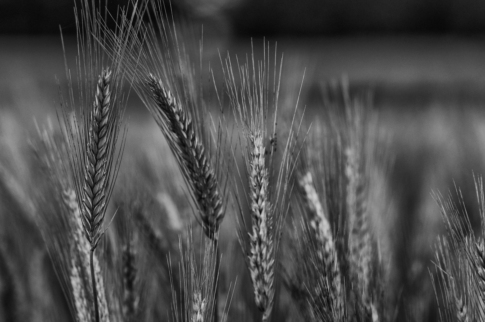 Nikon D90 + Sigma 85mm F1.4 EX DG HSM sample photo. Windy wheat photography