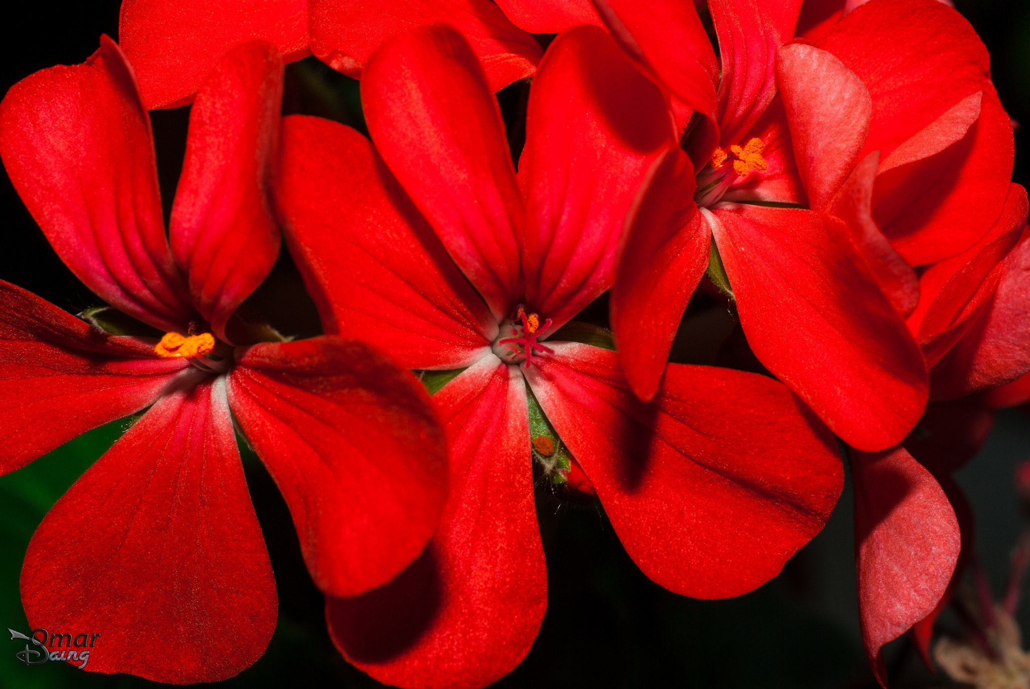 Pentax K10D + Pentax smc DA 35mm F2.8 Macro Limited sample photo. Pelargonium hortorum - geranium flower - sardunya photography