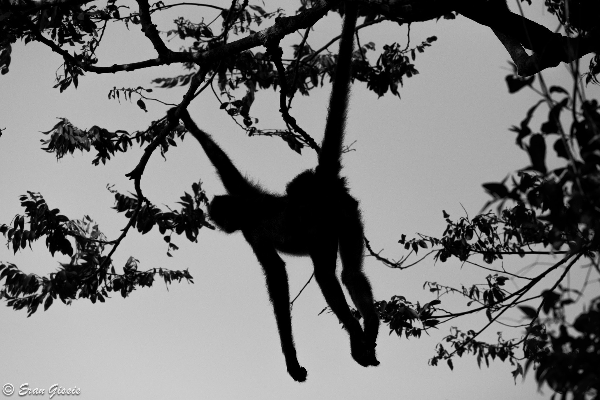 Canon EF 500mm F4L IS II USM sample photo. Spider monkey silhouette photography