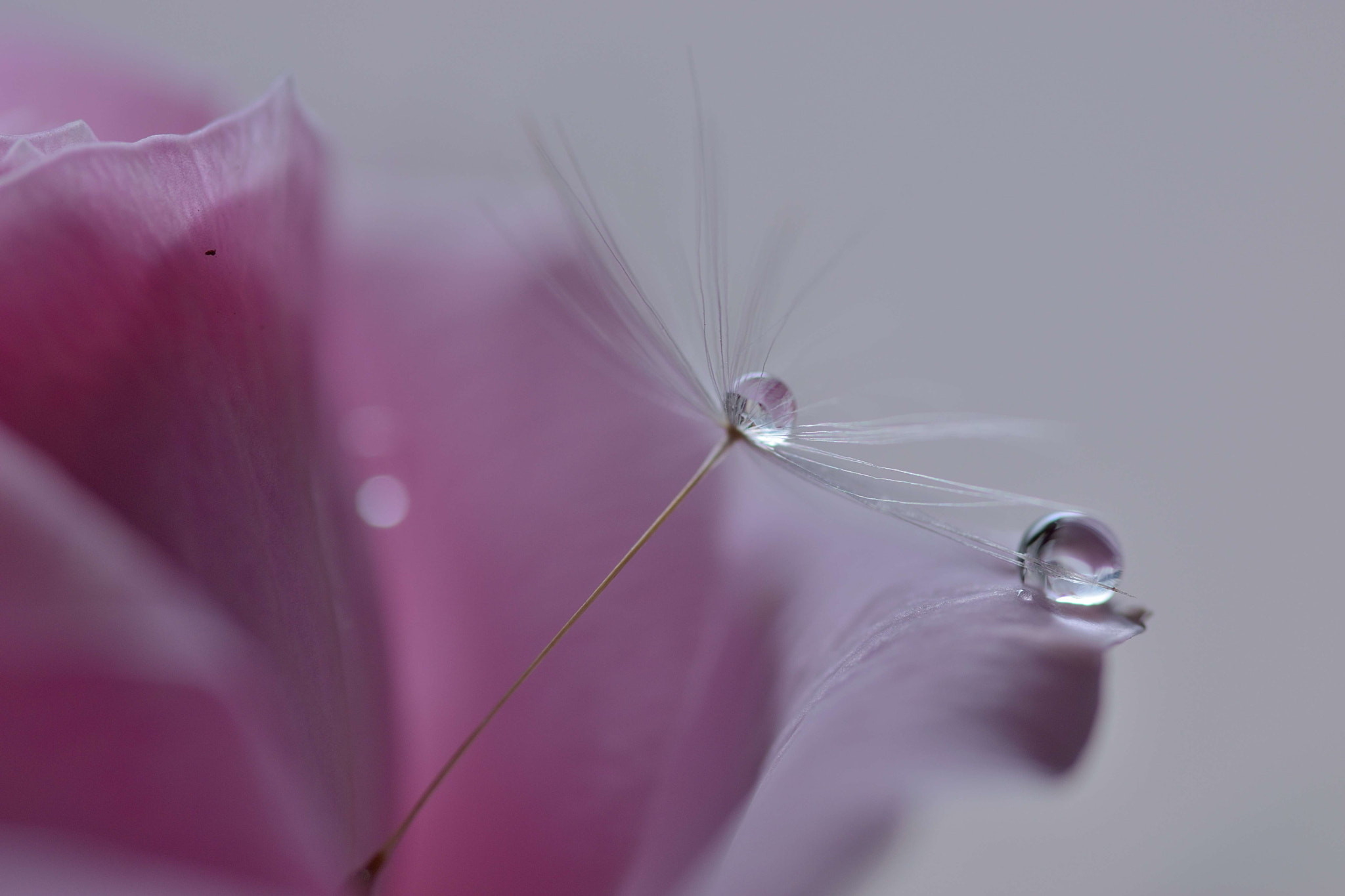 Sigma 105mm F2.8 EX DG OS HSM sample photo. Friendship photography
