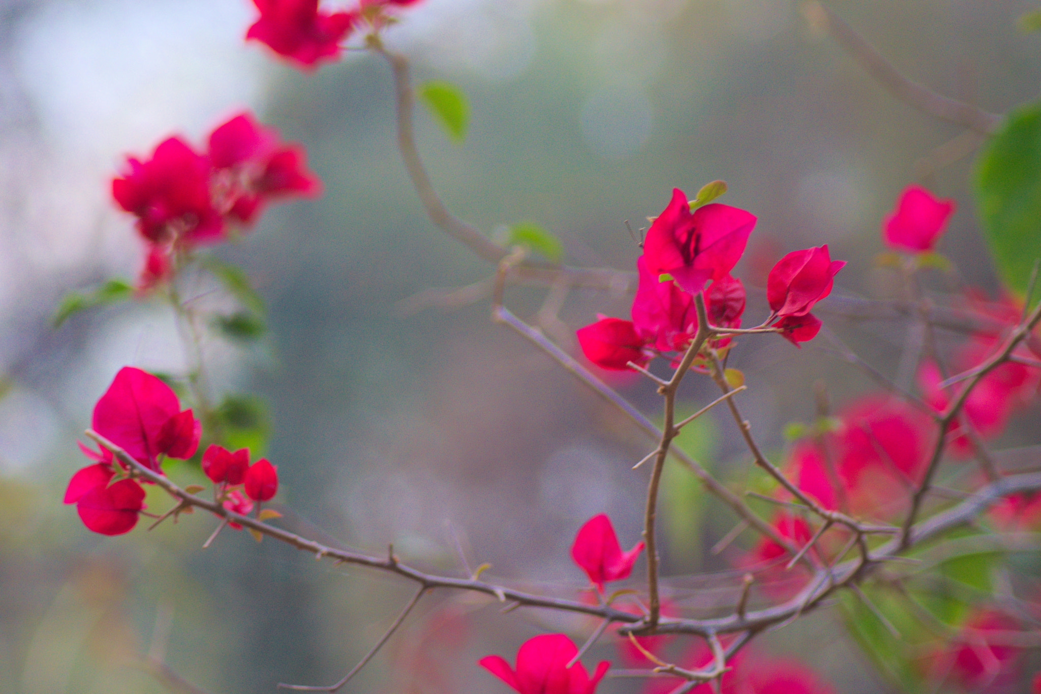 Nikon AF Nikkor 70-300mm F4-5.6G sample photo. Red flower photography