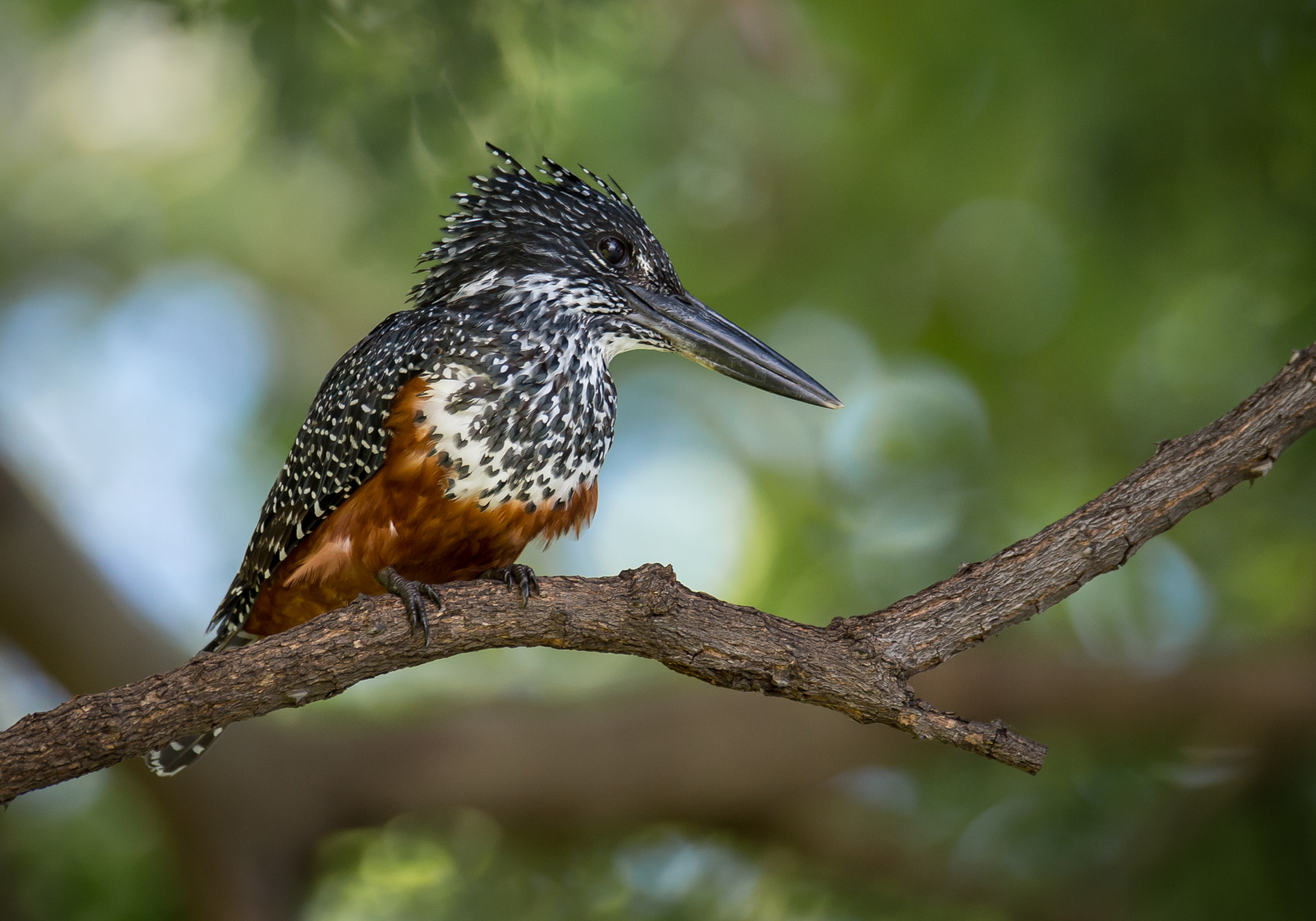 Nikon D4 sample photo. Giant kingfisher photography