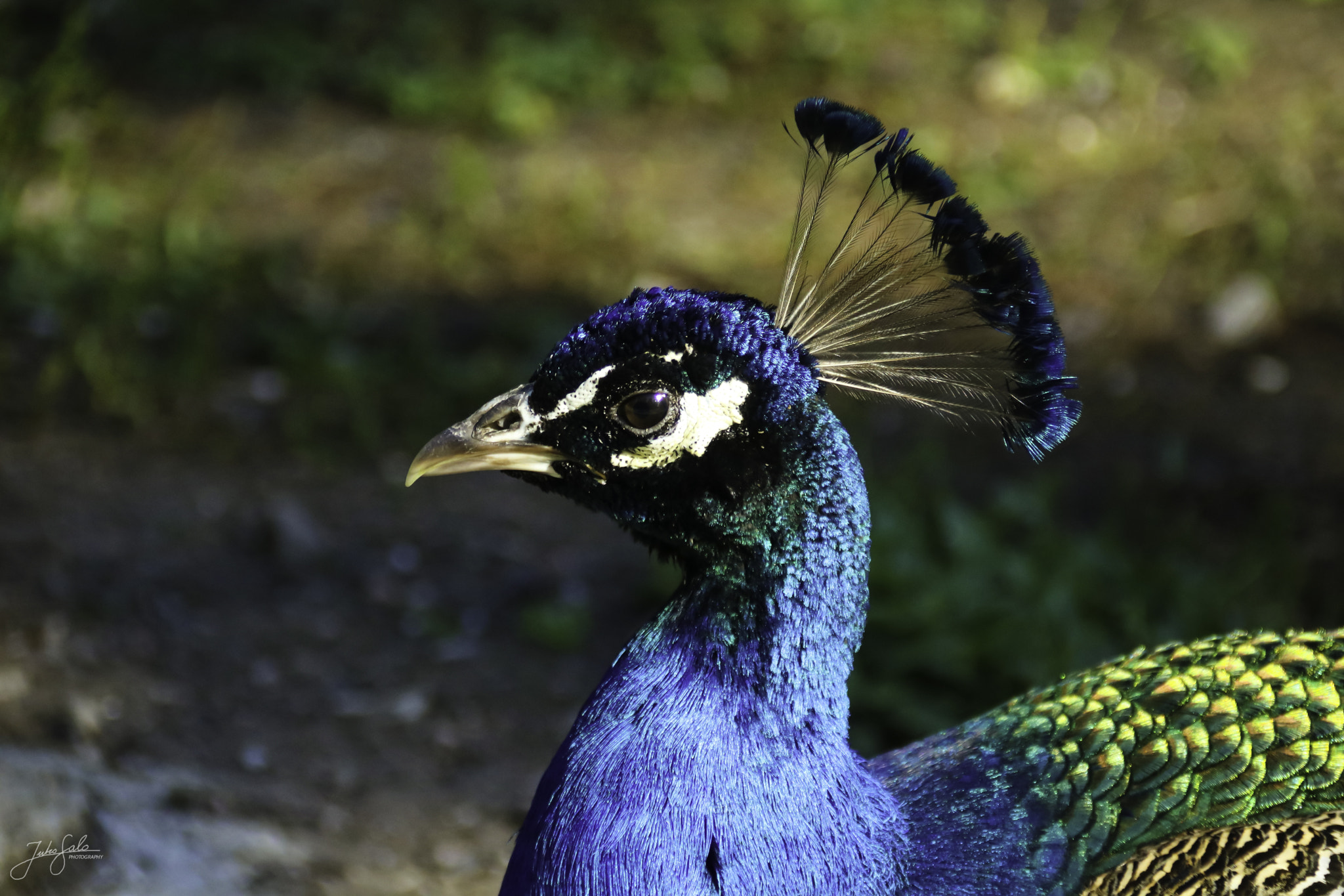 Canon EF 75-300mm F4.0-5.6 IS USM sample photo. Colorful peafowl. photography