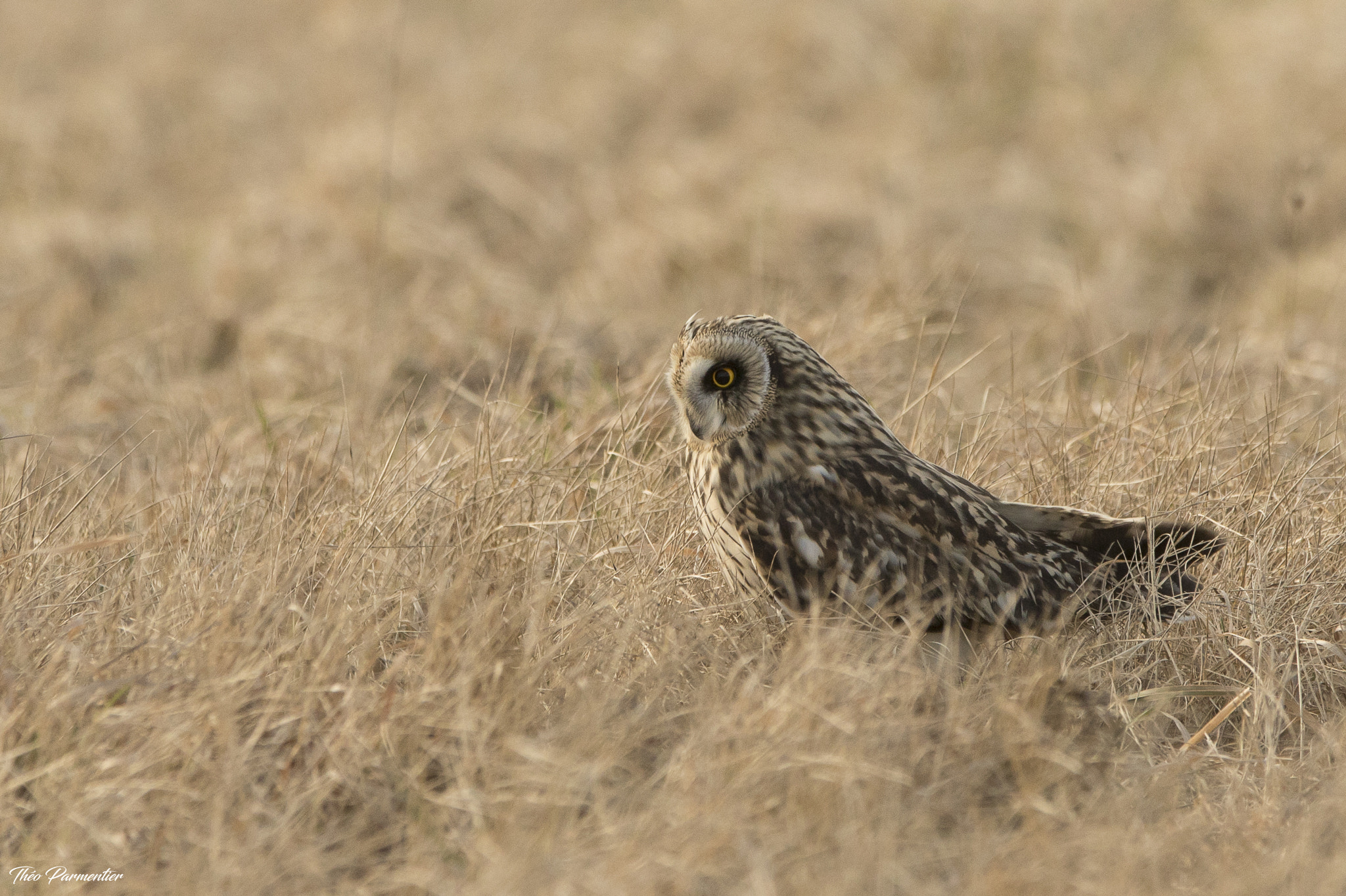 Canon EOS 7D Mark II + Canon EF 300mm F2.8L IS USM sample photo. Short eared owl / hibou des marais photography