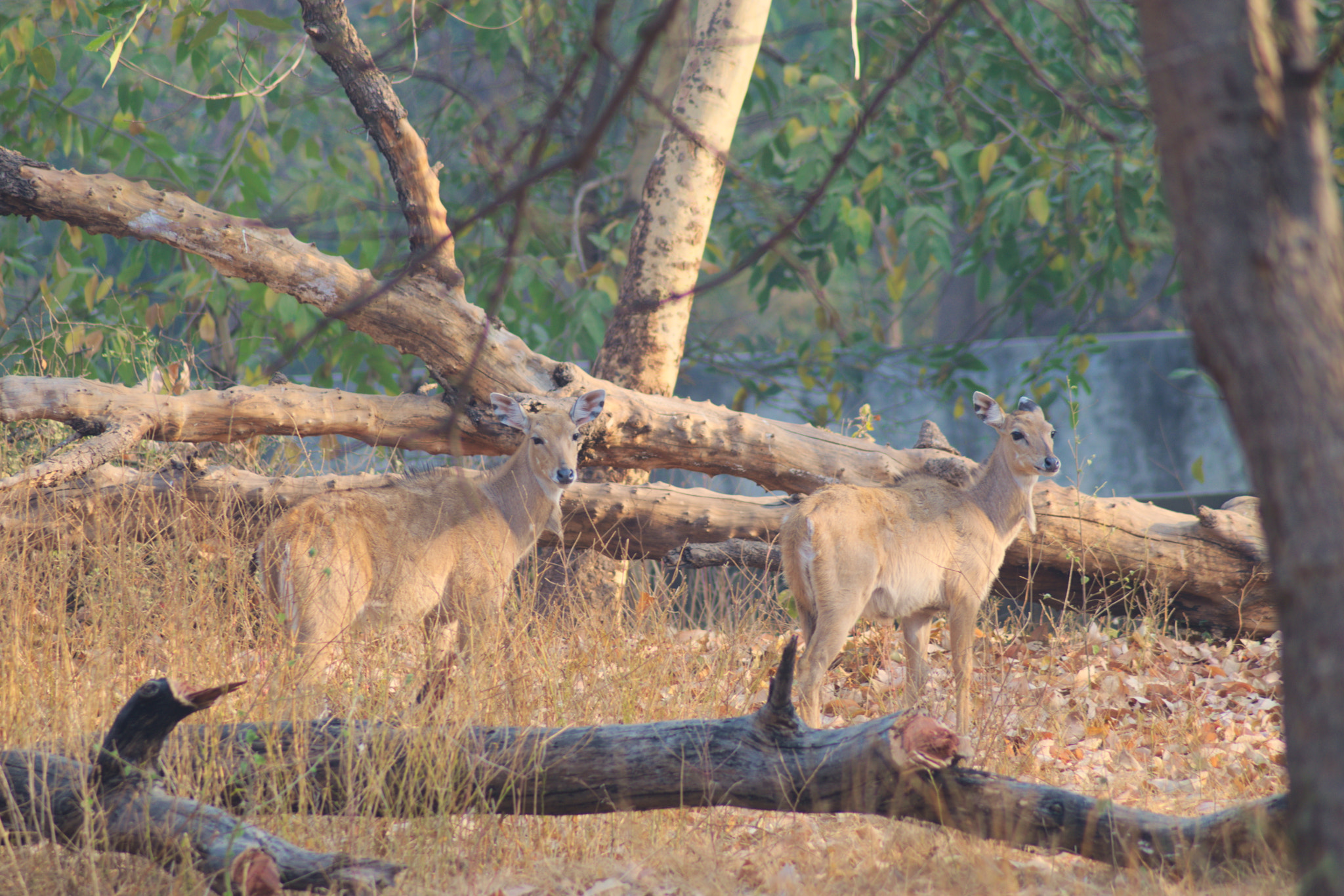 Nikon AF Nikkor 70-300mm F4-5.6G sample photo. Blue bulls photography