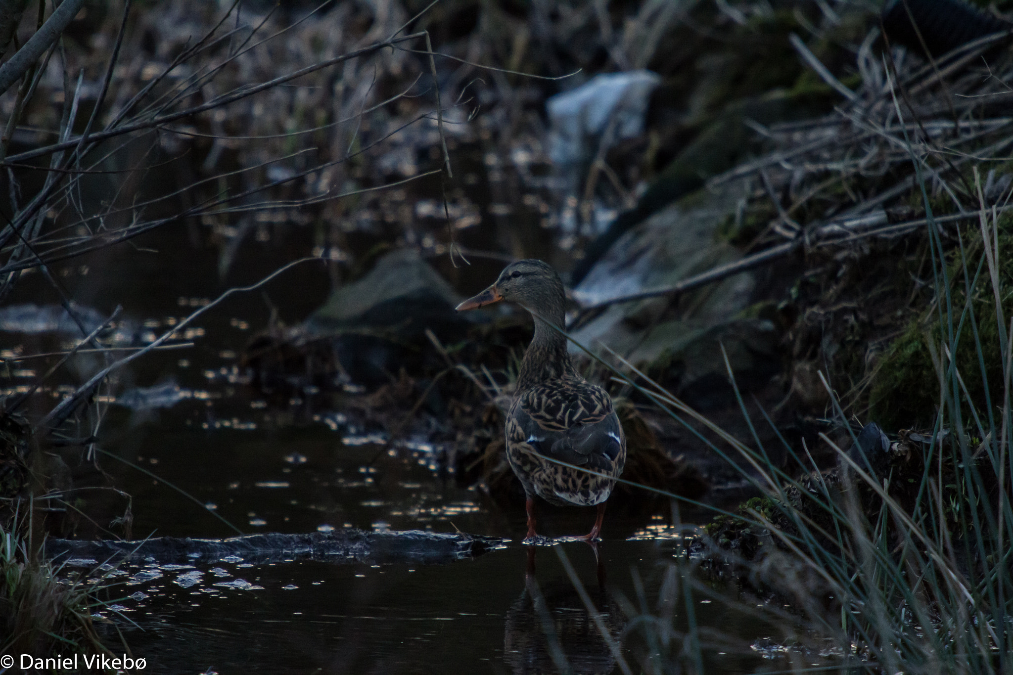 Sigma 50-500mm f/4-6.3 APO HSM EX sample photo. Duck photography